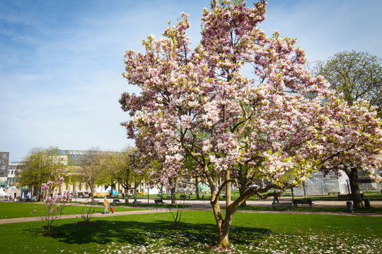 Magnolia tree with blossoms in Schlossplatz Stuttgart