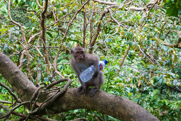 An adorable monkey having a good time on a tree, while posing for the camera in Ubud, Bali