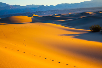 THe traces of animals