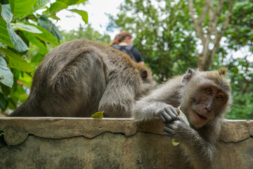 Two monkeys helps to get rid of fleas to another, Bali
