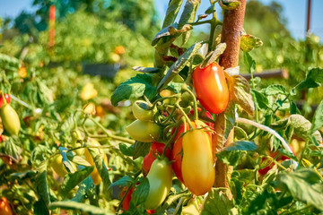 tomatoes in the bush