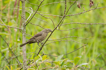 pájaro al atardecer
