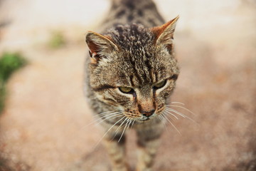 A domestic cat in blurred background.A pet in nature.The village.