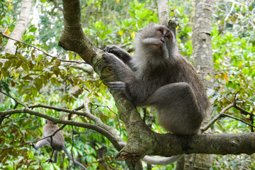 Macaque sitting on the tree, Monkey Forest in Ubud, Bali