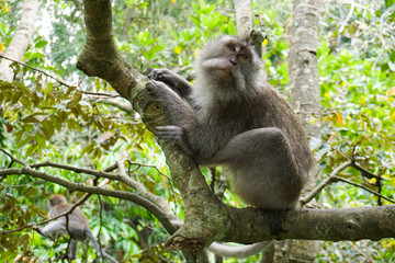Naklejka na ściany i meble Macaque sitting on the tree, Monkey Forest in Ubud, Bali