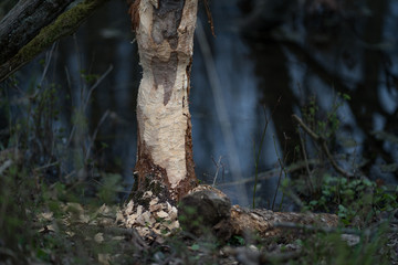 Tree eaten by beaver. A trunk of tree at the bank of the river which is bitten by the beaver