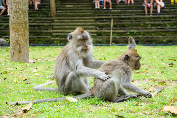 Two monkeys helps to get rid of fleas to another, Bali