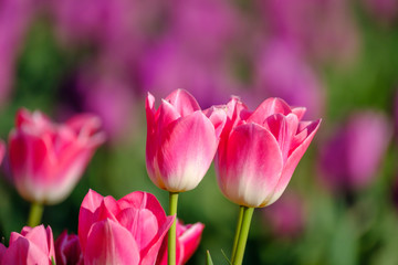 Tulipes roses sur le champ, gros plan. 