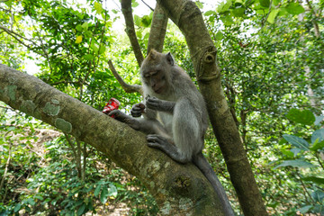 Macaque sitting on the tree, Monkey Forest in Ubud, Bali