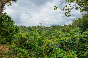 Fototapeta premium Lush undergrowth jungle vegetation in the dense rainforest of Monkey forest, Bali island, Indonesia