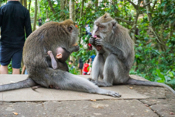 Family of monkeys with a little baby macaque near Tample in Monkey Forest, Ubud, Bali, Indonesia.