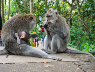 Family of monkeys with a little baby macaque near Tample in Monkey Forest, Ubud, Bali, Indonesia.