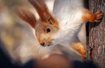 Naklejka na ściany i meble squirrel on a pine tree clouse-up. wild animals.