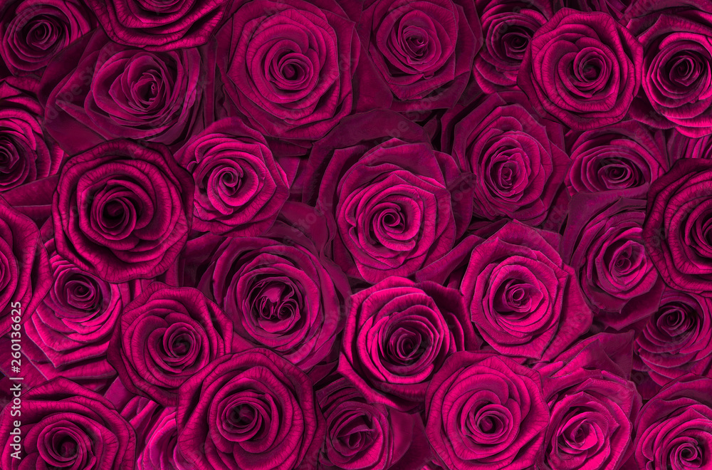 Wall mural purple, pink roses