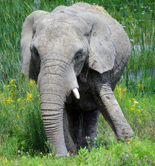 African elephants are elephants of the genus Loxodonta. The genus consists of two extant species:...