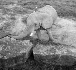 African elephants are elephants of the genus Loxodonta. The genus consists of two extant species:...