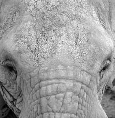 African elephants are elephants of the genus Loxodonta. The genus consists of two extant species:...