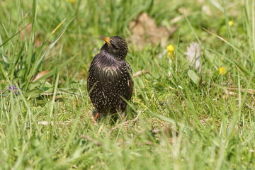 Szpak ,ptak ,ptak szpak