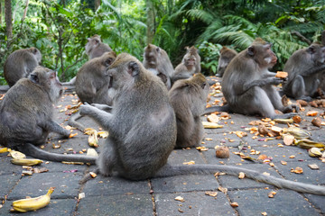 A group of monkeys eating banana and patatoes at monkey forest, bali, Indonesia