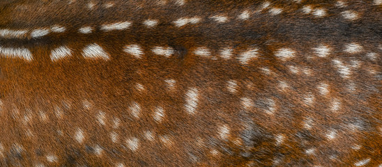 Deer fur background close up