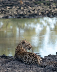 Fototapeta na wymiar Female leopardess photographed in late afternoon at a waterhole in the Sabi Sands Safari Park, Kruger, South Africa.