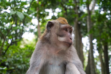 Naklejka na ściany i meble Portrait of Monkey male relax sit on the rock in forest, Monkey Forest Ubud, Bali, Indonesia