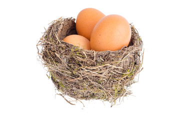 Bird nest with large eggs.