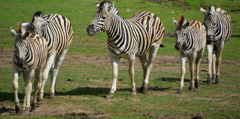 Burchell's zebra is a southern subspecies of the plains zebra. It is named after the British...