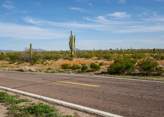 Saguaro Cactus Highway Landscape, Arizona