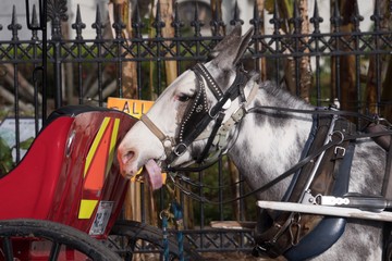 Horse in Jackson Square in New Orleans, LA