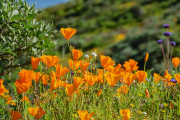 Lots of wild flower blossom at Diamond Valley Lake