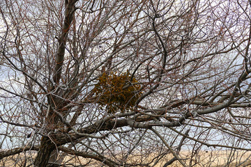 rosehip tree bud in spring, rosehip tree from thorny trees,