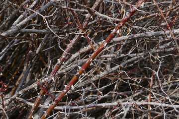 rosehip tree bud in spring, rosehip tree from thorny trees,