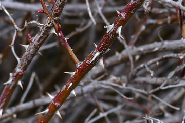 rosehip tree bud in spring, rosehip tree from thorny trees,
