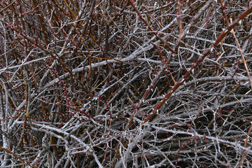 rosehip tree bud in spring, rosehip tree from thorny trees,