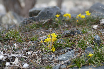 The first flowers of spring in the continental climate, the first flowers and the arrival of the spring,