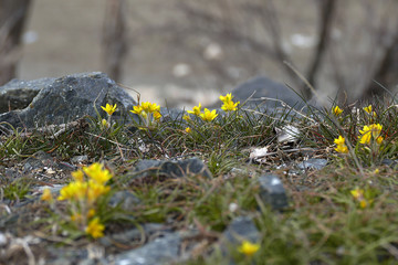 The first flowers of spring in the continental climate, the first flowers and the arrival of the spring,