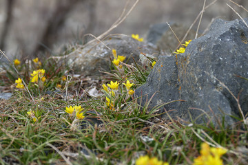 The first flowers of spring in the continental climate, the first flowers and the arrival of the spring,