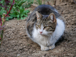 Naklejka na ściany i meble Mackerel tabby cat lies on the ground in the flower garden, closeup