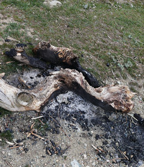 studied large tree stump to be burned, burnt tree stump,