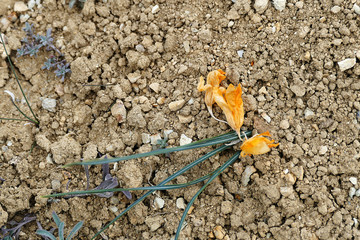 crocus flower, withered,