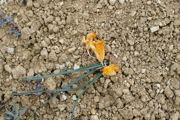 crocus flower, withered,