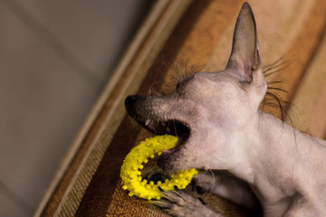 Little black-brown Peruvian Hairless Dog is lying on the sofa. Trained dog. Soft focus