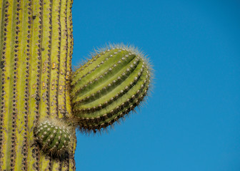 Saguaro Cactus Landscape, Arizona
