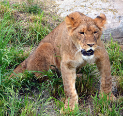 Lion is one of the four big cats in the genus Panthera, and a member of the family Felidae. With...