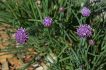 Ciboulette en fleurs