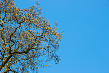Nature concept-Beautiful spring landscape with trees branches on blue sunny sky background, space for text, selective focus. Colorful spring background with yellow flowers on trees. Springtime concept