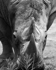 The white rhinoceros or square-lipped rhinoceros is the largest extant species of rhinoceros.  It has a wide mouth used for grazing and is the most social of all rhino species © Daniel Meunier