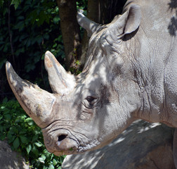 The white rhinoceros or square-lipped rhinoceros is the largest extant species of rhinoceros.  It has a wide mouth used for grazing and is the most social of all rhino species © Daniel Meunier