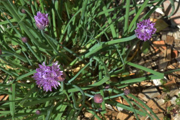 Ciboulette en fleurs